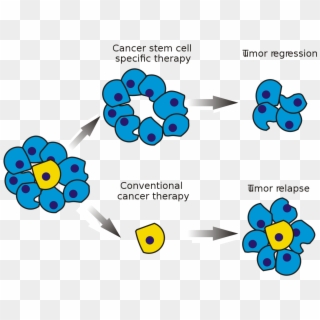 Cancer Stem Cell - Adult Stem Cells Diagram Clipart