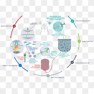 Next Generation Synthetic Tumor-infiltrating Lymphocytes - Tumor Infiltrating Lymphocytes Diagram Clipart