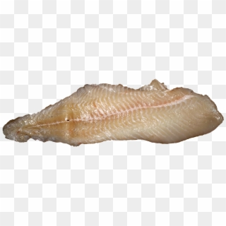 Pike Fillet - Anago Clipart