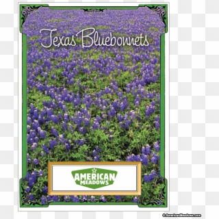 Texas Bluebonnet Seed Packet - American Meadows Clipart