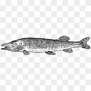 Northern Pike Fishing Computer Icons Drawing - Pike Fish Color Pages Clipart