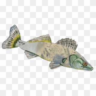 Pike-perch Sander Lucioperca - Spotted Weakfish Clipart