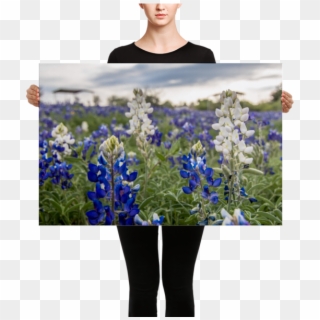 Texas Wildflowers Animated Clipart