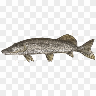 Pike - Northern Pike Clipart