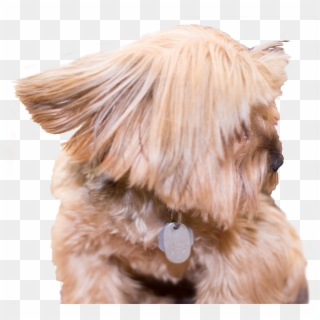 La De Da Professional - Companion Dog Clipart