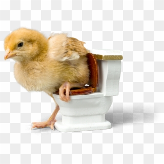 Potty Training Cockatiels - Potty Train A Chicken Clipart