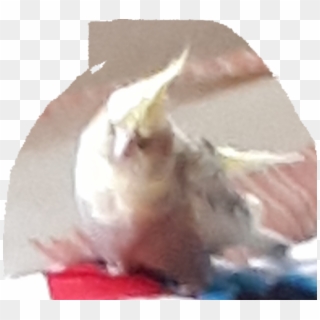 Lost Cockatiel At Teck Whye - Meat Clipart