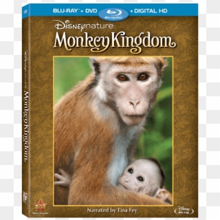 Disneynature Monkey Kingdom Gives Back - Disney Monkey Kingdom Clipart