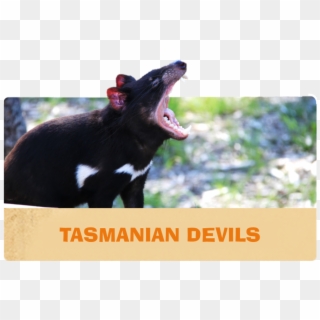 Orana Wildlife Park Has One Of The Most Comprehensive - Tasmanian Devil Clipart