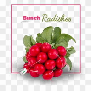 Radishes - Radish Clipart