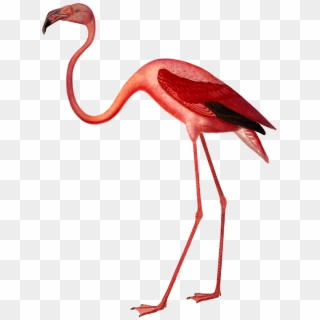 High Quality, Easy To Use, Free Support Ramones, Easy - Greater Flamingo Clipart