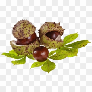 Download Horse Chestnuts And Leaves Transparent Png - Horse Chestnut Png Clipart