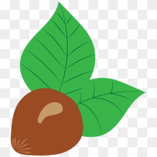 Hazelnut, Vector, Drawing, Fruit, Nut, Brown, Chestnut - Avellanas Dibujo Png Clipart