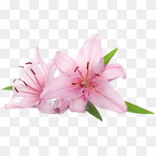 Previous - Next - Pink Lily Flowers Png Clipart