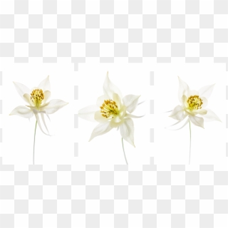 Columbine - Lily Family Clipart