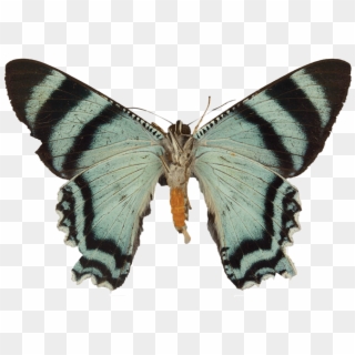 Its Scientific Name Is Alcidia Boops, But It's Also - Swallowtail Butterfly Clipart