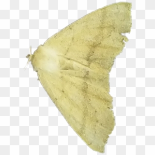 Mothwings Sticker - Moth Clipart