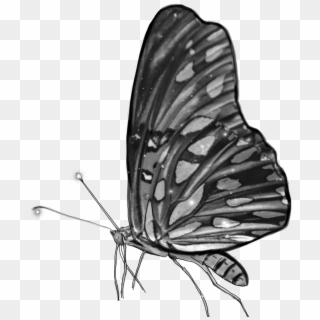 #blackandwhite #butterfly #grey #monochrome #wings - Brush-footed Butterfly Clipart