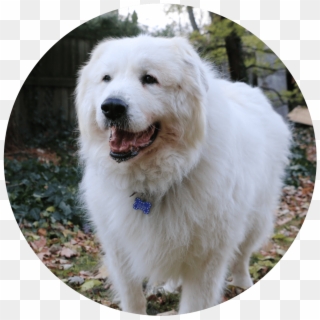 Great Pyrenees , Png Download - Great Pyrenees Clipart