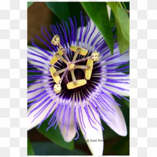 Passiflora / Passion Flower Symbolically Represents - Purple Passionflower Clipart
