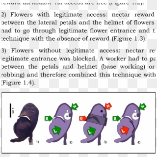 Cross Section Of An Artificial Flower - Cartoon Clipart