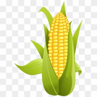 Kernel Clipart Corn Kernel - Ear Of Corn Clipart - Png Download