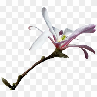 Magnolia, Branch, Png, Clipping, Graphics, Flower - Magnolia Branche Transparent Png