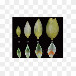 Developmental Stages Of Liriodendron Tulipifera Flower - Liriodendron Flower Morphology Clipart