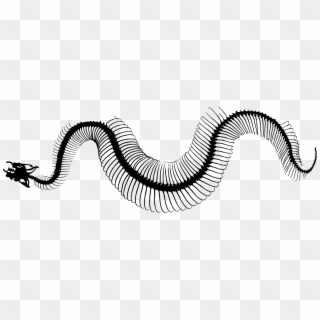 Invertebrate Snakes Line Art Silhouette Snake Skeleton - Snake Skeleton Transparent Clipart
