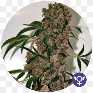 Seedbank - Girl Scout Cookies Extreme Strain Clipart