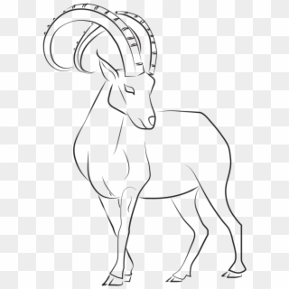 Ibex Clipart Mountain Goat - Markhor Drawing - Png Download