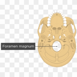 A Inferior View Of The Skull With A Label Of The Foramen - External Acoustic Meatus Inferior Clipart