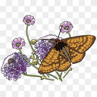 Monarch Butterfly Insect Marsh Fritillary Common Milkweed - Hydrangea Clipart