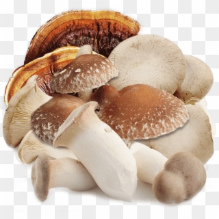 About Mushroom - تولید قارچ گانودرما در ایران Clipart