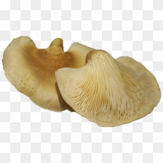 Abalone Mushrooms Also Contain Many Medicinal Properties - Abalone Mushroom Clipart