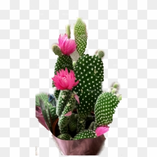Cactus - Eastern Prickly Pear Clipart