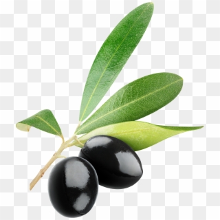 Black Olives Png - Olive Clipart Free Transparent Png