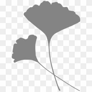 The Resilience Of Ginkgo Biloba Clipart