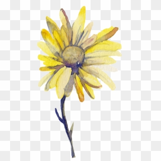 Yellow Sun Flower Transparent Decorative - Watercolor Painting Clipart