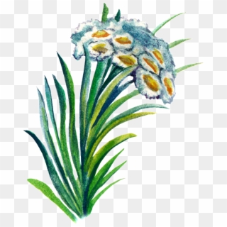 Hand-painted Plant Cartoon Transparent Watercolor Material - Edelweiss Clipart