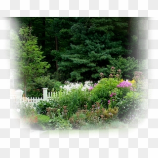 Fence Planting In Weston - Rhododendron Clipart