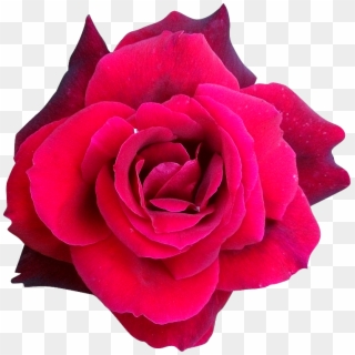 Fleur Rose Png - Rose Render Clipart