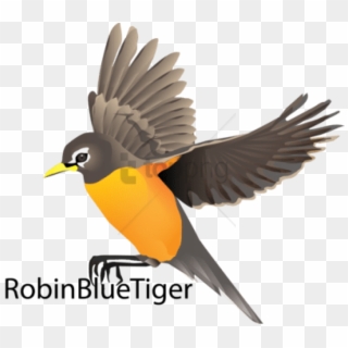 Free Png Robin Bird Flying Drawing Png Image With Transparent - Robin Bird Fly Vector Clipart