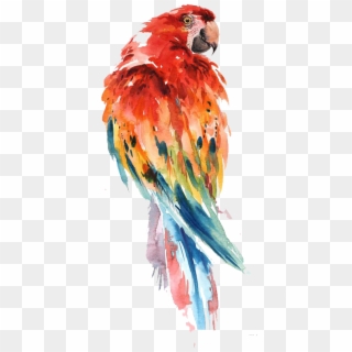 Parrot Watercolor Painting Bird Drawing Art - Macaw Watercolor Paintings Clipart