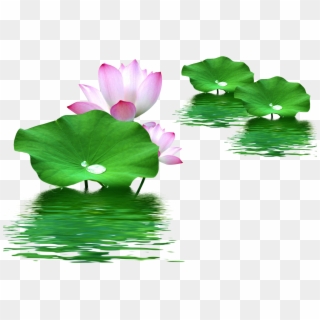 Leaf Nelumbo Nucifera Lotus Effect Water Clipart - Lotus Flower Leaf Png Transparent Png