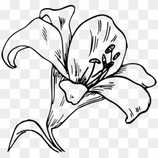 Download Drawing Tiger Lily Line Art Arum-lily Clipart
