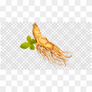 Download Transparent Ginseng Png Clipart Royalty-free - Chicken With No Background