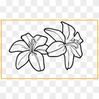 Morning Drawing Lily - Tiger Lily Flower Black And White Clipart