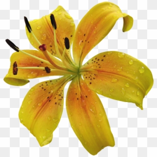 Lily Yellow Flower Png Clipart