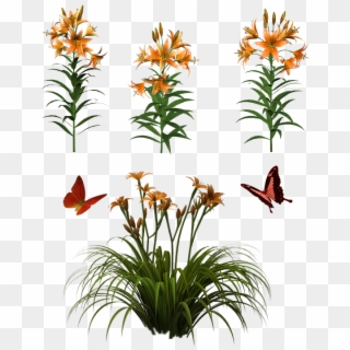 Flowers Isolated Butterfly Plant Tiger Lily - Day Lily Png Clipart